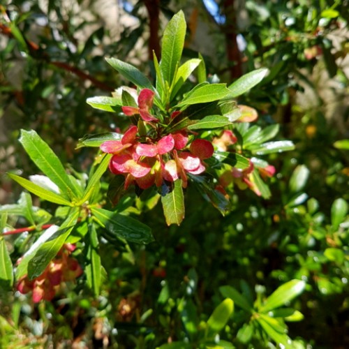 Sticky Wedge Leaf Hopbush x 1 Plants Hardy Native Shrubs Leaved Hop Bush Dodonaea viscosa ssp. cuneata Dodonea Red Flowering Hedge Drought 